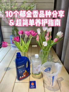 郁金香花期如何养护 如何正确养护郁金香花期