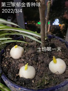 郁金香如何繁殖新种球 郁金香如何培育新品种球