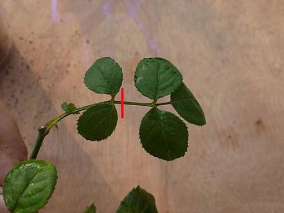 月季水插方法详解