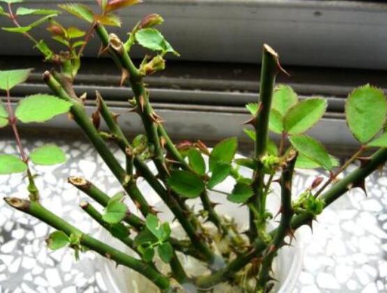 月季水插方法详解