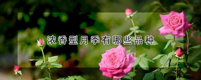 浓香型月季有哪些品种 浓香型月季的品种有哪些？