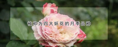 被称为四大妖花的是什么月季品种 四大妖花之一的是什么月季品种