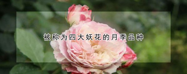 被称为四大妖花的是什么月季品种
