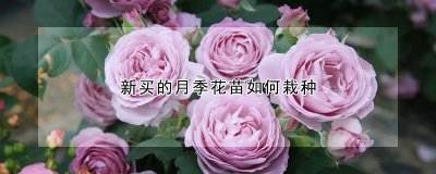 新买的月季花苗怎么栽种 新购买的月季花苗如何种植？