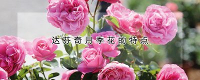 达芬奇月季花有哪些特点 达芬奇月季花的特点是什么？