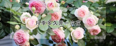 月季多长时间开一次花 月季促花方法