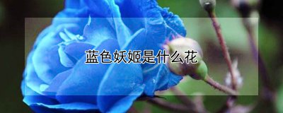 蓝色妖姬的品种介绍 蓝色妖姬的种类概述