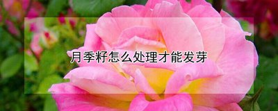 月季籽如何处理才能发芽 如何处理月季籽才能成功萌芽