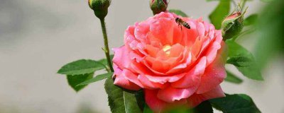 月季冒芽后蔫了的原因 月季新芽发育失败的原因