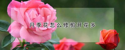 月季花如何修剪开花多 月季花花谢后怎么修剪