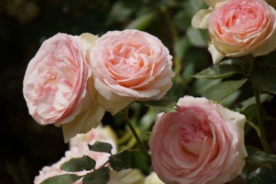 月季花开花5-7月份 月季花开花注意事项