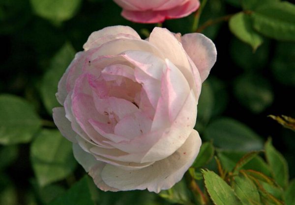 月季花开花5-7月份