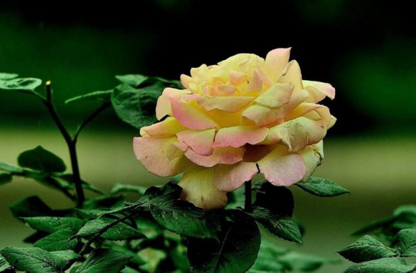 月季花开花5-7月份
