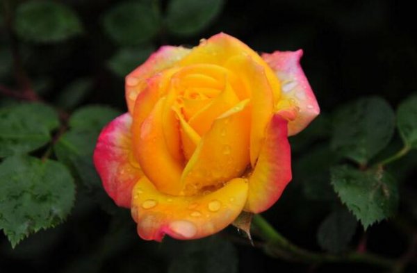 月季花开花5-7月份