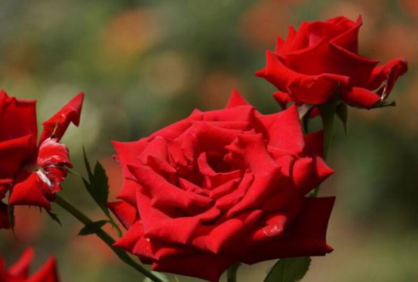 月季花开花5-7月份