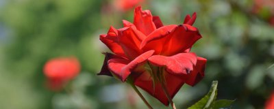 月季开花一次过多久会凋谢 月季花开多久会凋谢？