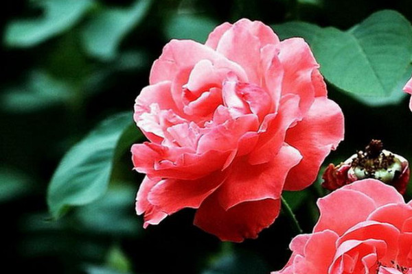 月季开花一次过多久会凋谢