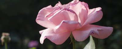冬天在室外月季花开花吗 室外月季花在冬季能开吗？
