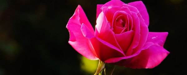 秋天月季花开不开花