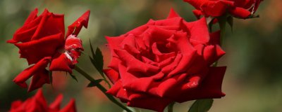月季花一年四季都可以开花的原因 月季花四季开花的原因