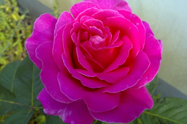 月季花一年四季都可以开花的原因