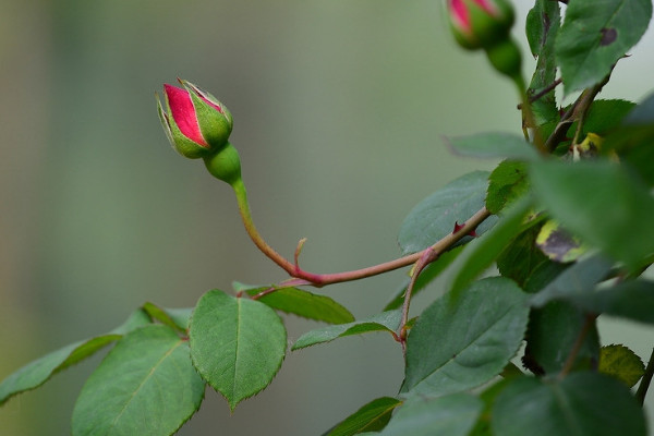 月季花一年四季都可以开花的原因