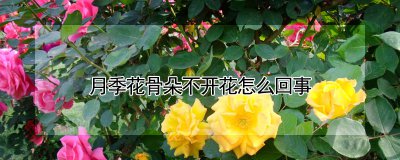 月季花骨朵不开花的原因 月季花为何不开花