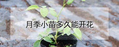 月季小苗多长时间能开花 月季小苗几年能开花