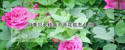 月季为什么只长枝条不开花 为什么月季长出的只有枝条而没有花朵呢？