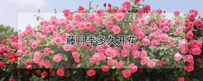 藤月季多长时间开花 以多长时间开花的藤月季
藤月季何时开花