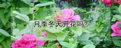 月季冬天开花吗？ 月季冬天可以开花吗?