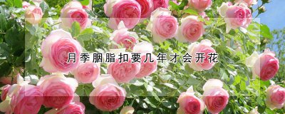 月季胭脂扣需要几年才能开花 月季胭脂扣花期如何修剪