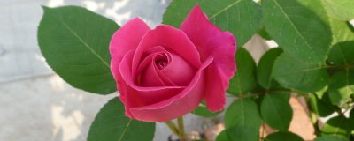 月季冬天开不开花 月季促花温度