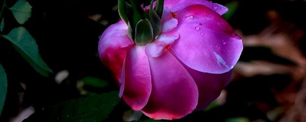 月季花不开花的原因