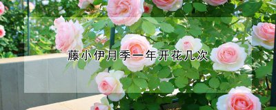藤小伊月季一年开多少次花 藤小伊月季的生长环境