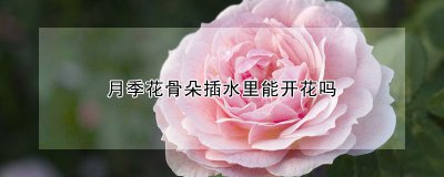 月季花骨朵插水里可以开花吗 月季水培方法