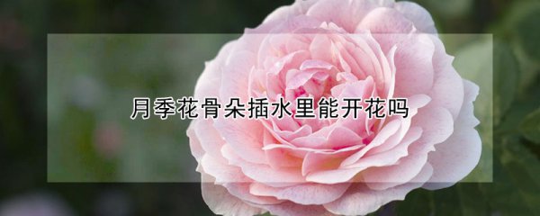 月季花骨朵插水里可以开花吗