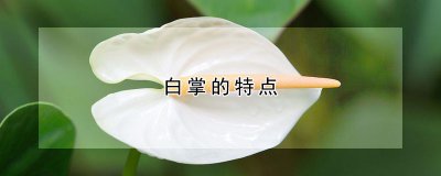 白掌的特点 白手的特征