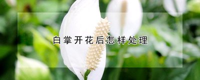 白掌开花后如何处理 白掌开花后的护理技巧
