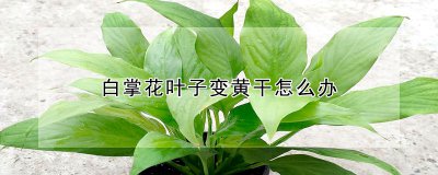 白掌花叶子变黄发干如何处理 白掌花叶子变黄干枯怎么办？