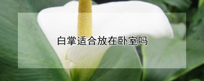 白掌可以放在卧室吗 白掌适合放在卧室吗？