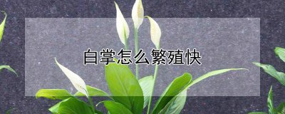 白掌怎么繁殖快 如何快速繁殖白掌
白掌繁殖的加速方法