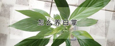 怎么养白掌 白掌养护指南