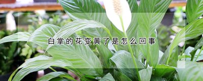 白掌的花变黄了的原因 白掌花的颜色为什么变黄了？