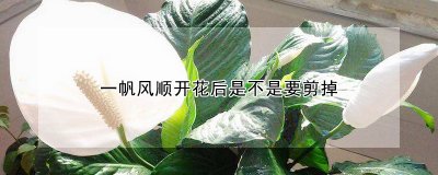 一帆风顺开花后要剪掉吗 一帆风顺怎么养殖才开花