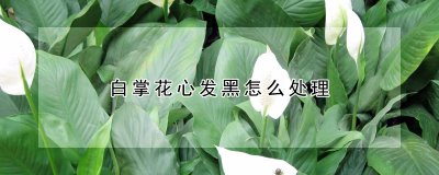 白掌花心发黑如何处理 白掌花心变黑怎么办？