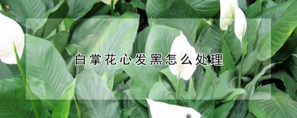 白掌花心发黑如何处理
