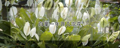 白掌一年开多少次花 白掌花期怎么养护
