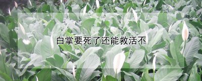 白掌要死了还可以救活吗 白掌岩濒临灭绝还有希望吗？