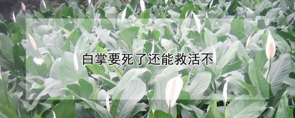白掌要死了还可以救活吗